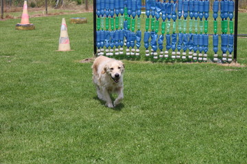 golden retrievers dog portrait in belgium