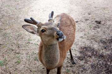 Deer of Miyajima