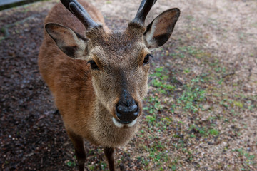 Deer of Miyajima