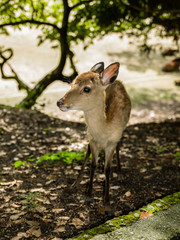 Deer of Miyajima