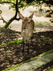 Deer of Miyajima