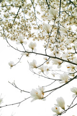 magnolia