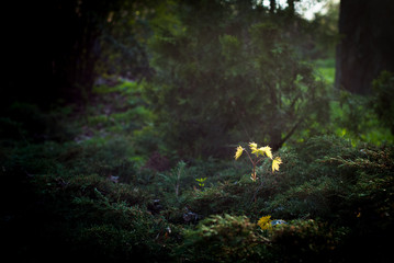 Yellow sprout yang tree in a dark forest