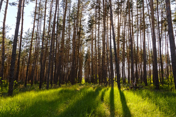 The sun's rays through the pine trees in the forest.
