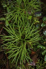 Kabanii ostrov. Obozerie. Pervii hvosh