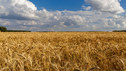 Blue sky and clouds above the wheat field.