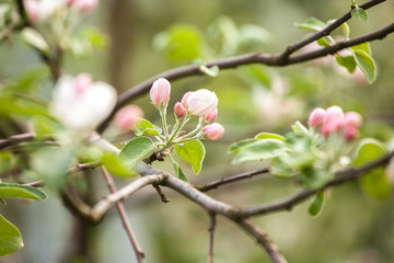 Branches of a blossoming apple-tree against the blue sky