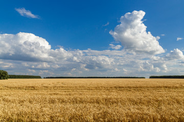 Blue sky and clouds above the wheat field.