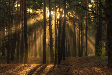 Fototapeta premium Walk in the forest. Morning. Sun rays.