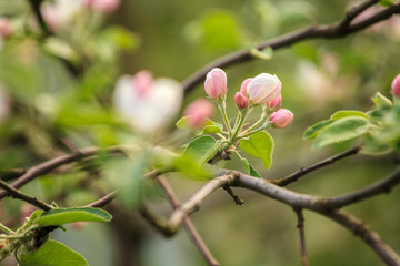 Branches of a blossoming apple-tree against the blue sky