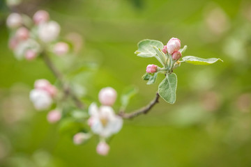 Branches of a blossoming apple-tree against the blue sky