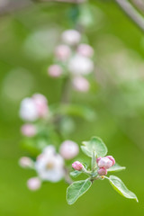 Branches of a blossoming apple-tree against the blue sky