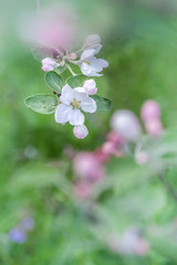 Branches of a blossoming apple-tree against the blue sky
