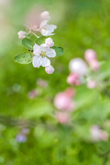 Branches of a blossoming apple-tree against the blue sky