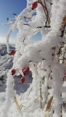 Winter frost tree