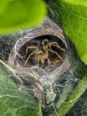 Tegenaria domestica, barn funnel weaver spider