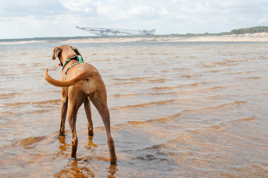 Rhodesian Ridgeback Hund stehend am Wasser Strand Hundestrand Urlaub