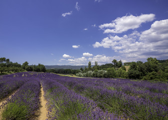 Naklejka na ściany i meble Panoramic landscape of full blooming of lavender field in Provence, South of France