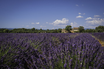 Fototapeta na wymiar Panoramic landscape of full blooming of lavender field in Provence, South of France