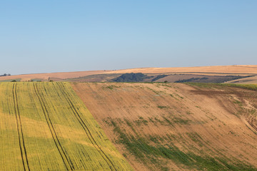 Fototapeta na wymiar A hillside in the South Downs in Sussex during a summer drought