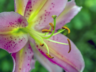 Lilium, the Stargazer lily