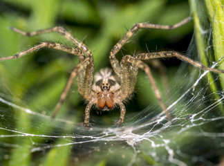 Tegenaria domestica, barn funnel weaver spider