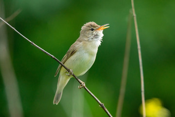 reed on a branch