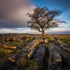 Fototapeta na wymiar Weathered hawthorn tree in the Yorkshire Dales