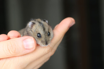 hamster look on hand on dark back