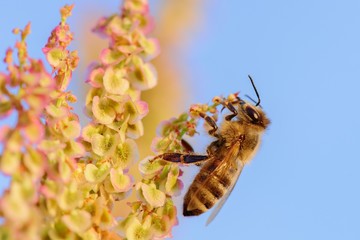 	Honey bee sitting on a flower at sunset 