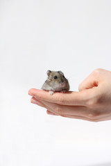 hamster on hand isolated