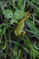 草の間を移動するアマガエル