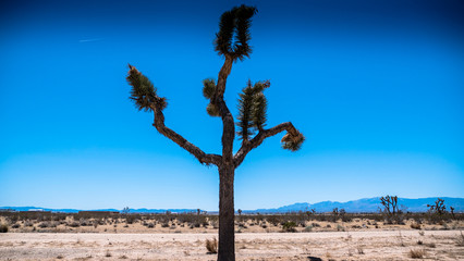 Joshua tree