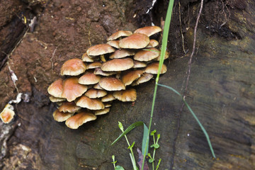 Wild Mushrooms