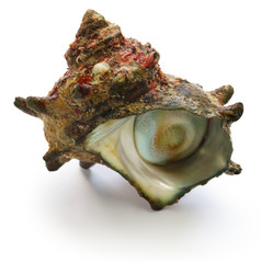 sazae , japanese horned turban shell 