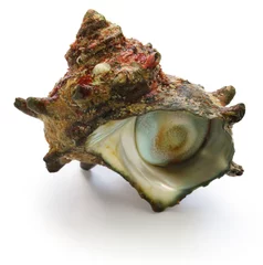 Velours gordijnen sazae , japanese horned turban shell  © uckyo