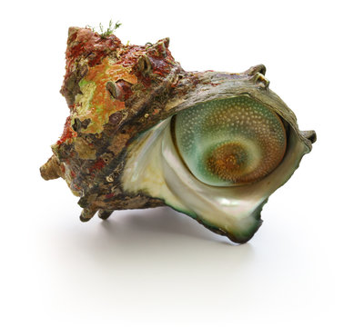 sazae , japanese horned turban shell 