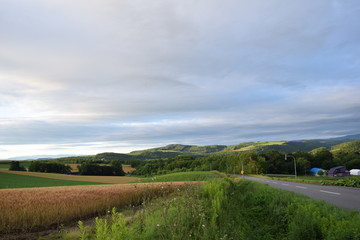 A cloudy sky an wheat field in Furano