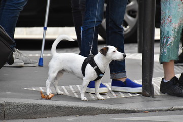Paris little White dog