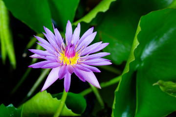 Violet water lily flower blooming with green leaf in the pond in dim light