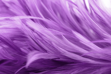 Obraz premium Purple chicken feathers in soft and blur style for background