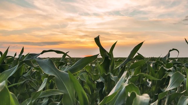 Time Lapse Time-lapse Of Countryside Rural Landscape Green Maize Corn Field Plantation Under Sunset Sky. Farmland In June Month. Agricultural Rural Landscape In Evening In Summer Season