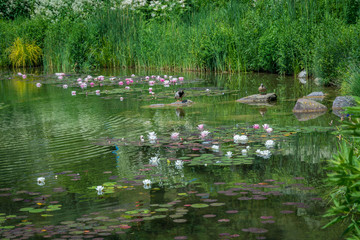 Characteristic lake covered with fuchsia and white water lilies in Trentino Alto Adige, italy