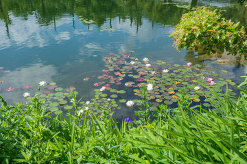 Characteristic lake covered with fuchsia and white water lilies in Trentino Alto Adige, italy