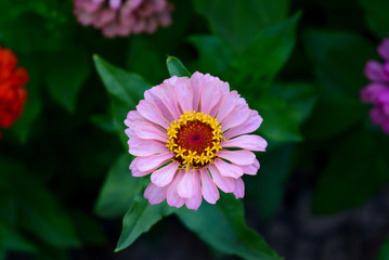 Obraz premium colorful flower in the garden 