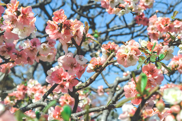 Spring Blossoms in Kamakura Town outside of Tokyo