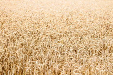 Only Wheat - View on a Wheat field with Sun Light Effect