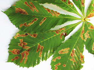 damage to the leaves of the chestnut miner moth (Cameraria ohridella).