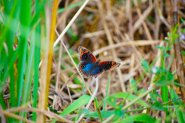 The butterfly