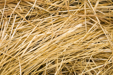 Dried Grass Texture in Paddock